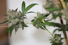 Sweet zkittlez +79 12/12