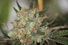 Critical + +90 de 12/12