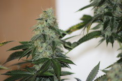 Sweet Zkittlez +79 de 12//12
