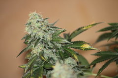 Sweet zkittlez  +79 ((12/12))