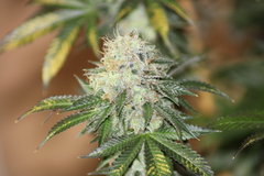 Sweet zkittlez +79 de (12/12)