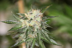 Sweet zkittlez +79(12/12)