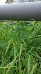 Guerilla Urbaine