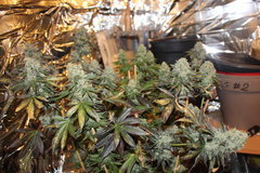 Sweet zkittlez +94 de 12/12