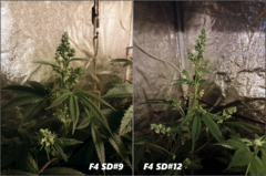 SD F4 Males - 201091113 .png