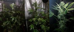 F4 SD#11 - V2_2019 - Flo+50.jpg