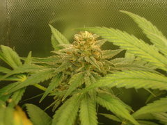 negra44