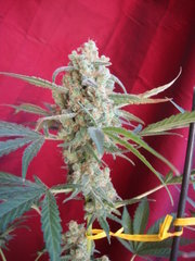 black bomb