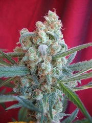 black bomb