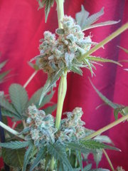 black bomb
