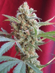 black bomb