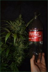 DSC_2210_resultat.JPG