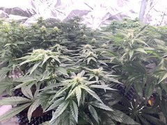 IMG_1155.JPG