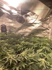 Run CMH 2x315W + Coco + Superstrains et Paradise Seeds