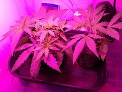 IMG_20180404_111002.jpg