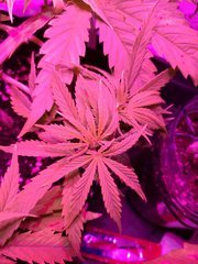 IMG_20180419_010454.jpg