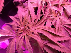 IMG_20180419_010517.jpg