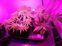 IMG_20180419_010537.jpg