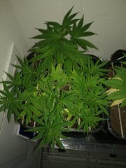 IMG_20180427_093841.jpg
