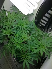 IMG_20180507_191709.jpg