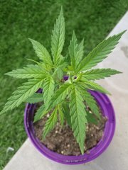 IMG_20180515_204450.jpg