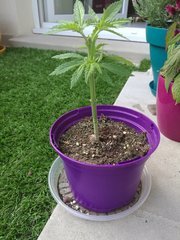 IMG_20180515_204456.jpg