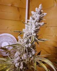 Glookie flo66, 12/12+80