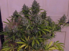 Lemon Og