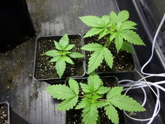 Lemon jedi og