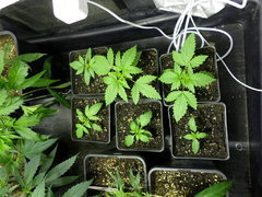 tangie