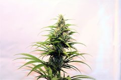 Spicy CBD