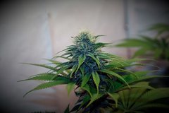 (Guava Berry Kush)