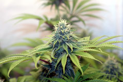 West Coast Sour Diesel x Girl Scout Cookies “Thin Mint”