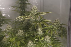 West Coast Sour Diesel x Girl Scout Cookies “Thin Mint”