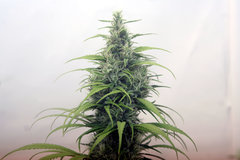 Spicy CBD 
