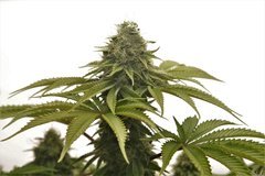 Bud Only de Mr Only