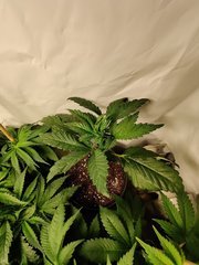 gelato33.jpg