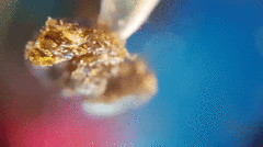 ? Extractions ?️