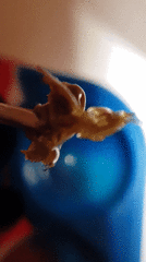 received_2229398877379538_2.gif