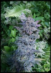 #741 Sensiseeds