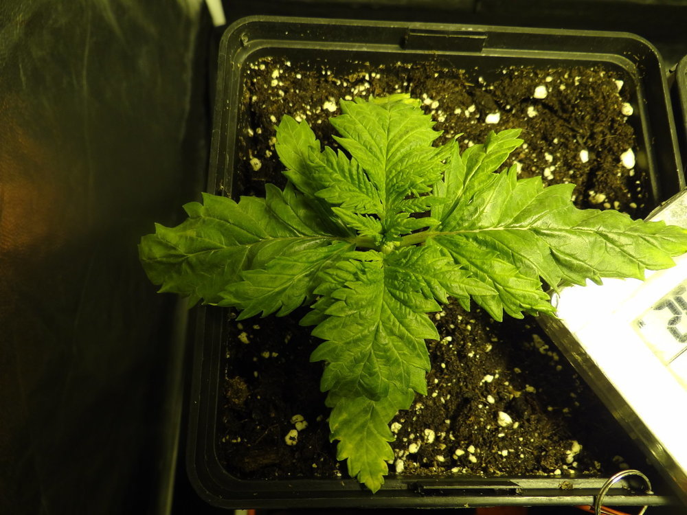 DSC04963.thumb.JPG.e7604b5bbbb9226a9d4d0e9efbd044ca.JPG