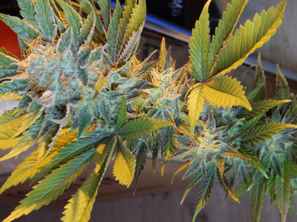 DSCN5330.JPG
