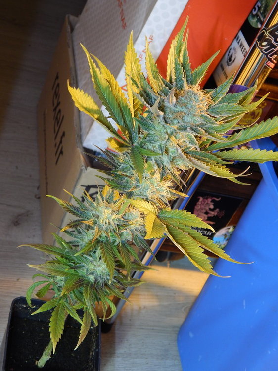 DSCN5332.JPG