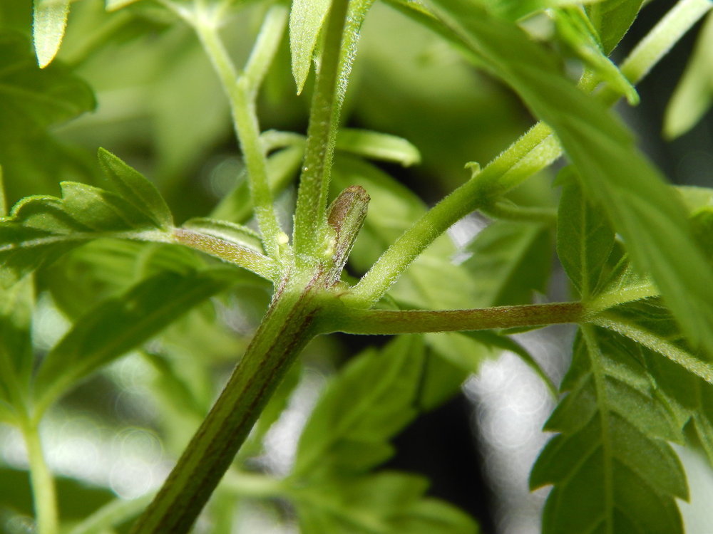 DSCN5637.JPG