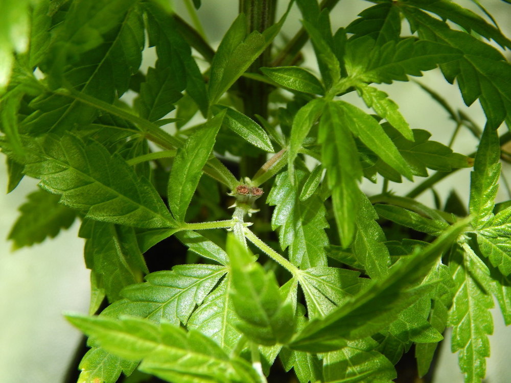 DSCN5645.JPG