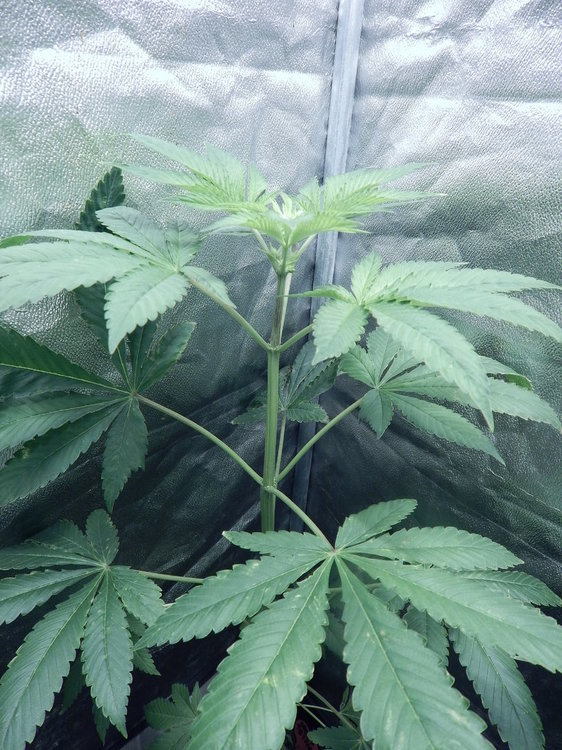 DSCN8518.JPG