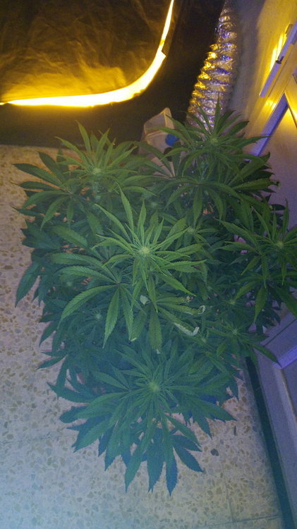 IMG_20200115_071533.jpg