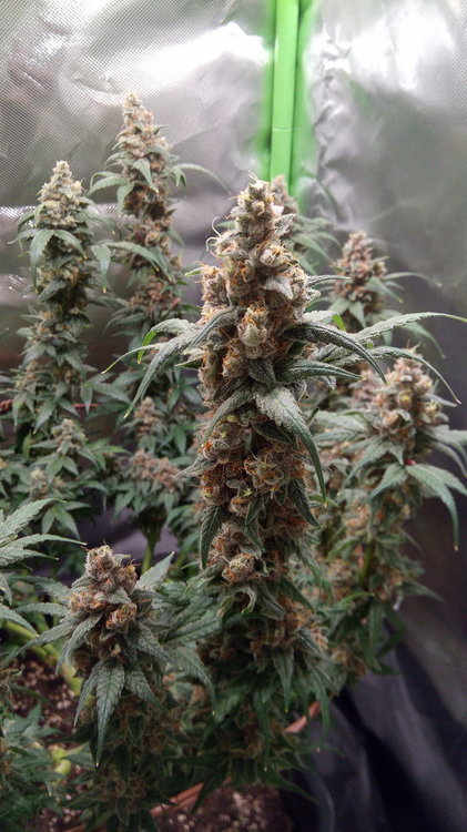 IMG_20200129_153643_9.thumb.jpg.f0249733f7f125636f44f327529ec31b.jpg