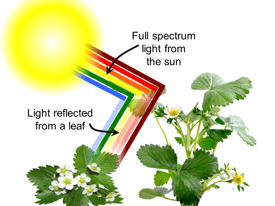 Leaf-reflectance-1.png.a72a3a0e16c114ebd74f6594029cbf69.png