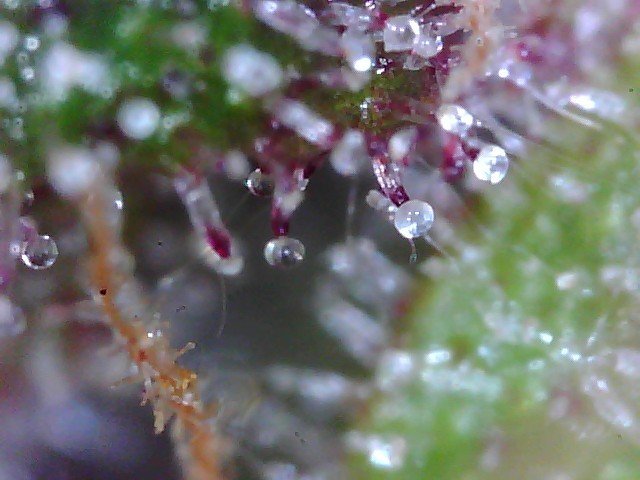 Macro420-1.jpg.3a707189f570f6aa1ed9ba3977cf1460.jpg